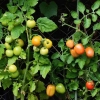 Cerpen: Buah Tomat di Halaman Rumah