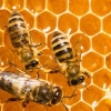 Mengenal Koloni Lebah yang Menjadi Inspirasi dari Salah Satu Metode Artificial Intelligence Algorithm