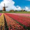 Pesona Tulip di Belanda