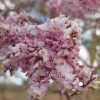 Tak Cuma Flamboyan, Bunga Sakura Lokal Juga Ada di Sini