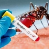 Teknik Pembiakan Nyamuk Wolbachia, Terobosan Besar Guna Menurunkan Demam Berdarah
