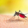 Mengulik Fakta Nyamuk Wolbachia yang Diklaim Mampu Mencegah DBD