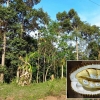 Filosofi Buah Durian: Nikmat, tapi Tak Semua Orang Suka