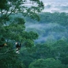 Perlindungan Hutan: Upaya Melestarikan Keanekaragaman Hayati