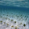 Optimalisasi Rumput Laut Sebagai Energi Terbarukan untuk Sekuritas Energi Nasional