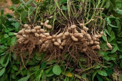 Bertanam Kacang Tanah Ternyata Mudah, Begini Caranya!