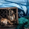 Pelarangan Konsumsi Daging Anjing di Korea Selatan Tuai Protes