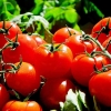 Cinta di Antara Kentang dan Tomat