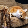 Cakaran Kucing Merusak Furniture Rumah, Berikut Cara Mengatasinya
