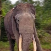 Selamat Tinggal Rahman, Gajah Sumatera Cerdas nan Berharga bagi Lingkungan