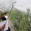 Tips Memilih Sayuran Bebas Pestisida