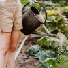 Tips Memulai Kebun Sayur di Rumah Tanpa Modal