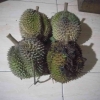 Panen Durian Pertamaku