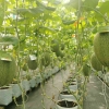 Mudah Sukses Dengan Cara Budidaya Hidroponik Melon