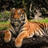 Cerpen || Harimau yang Malang