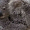 Black August Sejarah Kelam Pembantaian Koala Australia