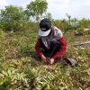 Restorasi Lahan Gambut melalui Agroforestri di Jambi pada Peringatan Hari Lahan Basah Sedunia