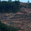 Keberlanjutan di Tengah Deforestasi yang Menggila: Sebuah Refleksi Mendalam