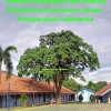 Pohon Kalpataru: Simbol Kehidupan dan Makna Multidimensional dalam Masyarakat Indonesia
