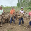 Produktivitas Singkong di Kabupaten Tubaba Lampung Mencapai 80 ton Per Hektar