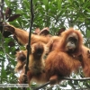 Keadaan Orangutan Sumatera atau Pongotapanuliensis Now