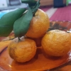 Jeruk Santang Madu Kuning: Pilihan Sehat di Musim Hujan yang Kaya Vitamin C