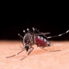 Meski Disebut Hewan Mematikan, Ini Manfaat Nyamuk bagi Kehidupan