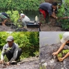 Lakukan Restorasi di Kawasan Hutan Desa Rantau Panjang sebagai Upaya Mengembalikan Fungsi Ekologi Gambut