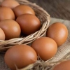 Tujuh Alasan Mengapa Kita Perlu Mengkonsumsi Telur Ayam