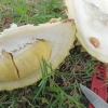 Rahasia Asyik Makan Durian di Pinggir Sawah