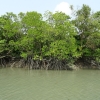 Eksplorasi Kawasan Ekowisata Mangrove, Benteng Pertahanan Terakhir Jakarta