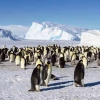 Peneliti Cambridge Khawatir Es Antartika Lebih Cepat Mencair, Pernah Terjadi Akhir Zaman Es