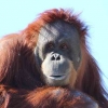 Ternyata Simpanse, Orangutan dan Gorila Punya Selera Humor