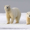 Imbas Perubahan Iklim, Beruang Kutub Terancam Kelaparan