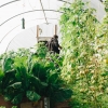 Menuju Kebun Sehat: Alternatif Pengendalian Hama Tanpa Pestisida