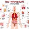 Pengenalan Anatomi Tubuh Manusia