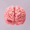 Apakah Semua Hanya Produk (Materi) Otak?
