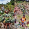 Bagian I : Sistem Pertanian dan Kedaulatan Pangan Lokal Papua