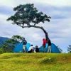 Kisah Pohon Jomlo di Bukit Beta Kaldera Toba