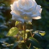 Mawar Putih dan Mentari