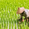 Melejitkan Kejayaan Petani melalui Pertanian Organik