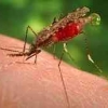 Peneliti Vermont: Pengundulan Hutan Picu Perluasan Malaria