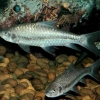 Ihan Batak, Ikan Raja yang Nyaris Punah di Kaldera Toba