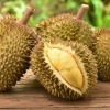 Durian: Kolesterol Tinggi hingga Fatal Saat Dikonsumsi dengan Alkohol, Mitos atau Fakta?