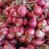 Meningkatkan Produksi Bawang Merah dengan Pupuk Organik Cair