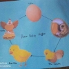 Membuat Media Pembelajaran: Siklus Hidup Ayam