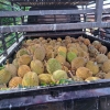 Puluhan Juta dari Durian