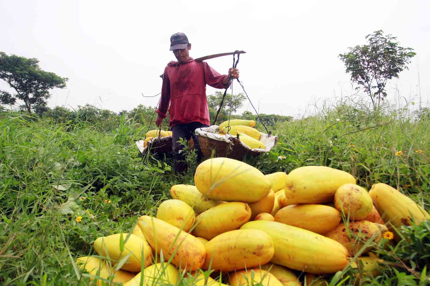 Dalam Dua Hari Petani Timun Suri Ini "Cuan" Melimpah