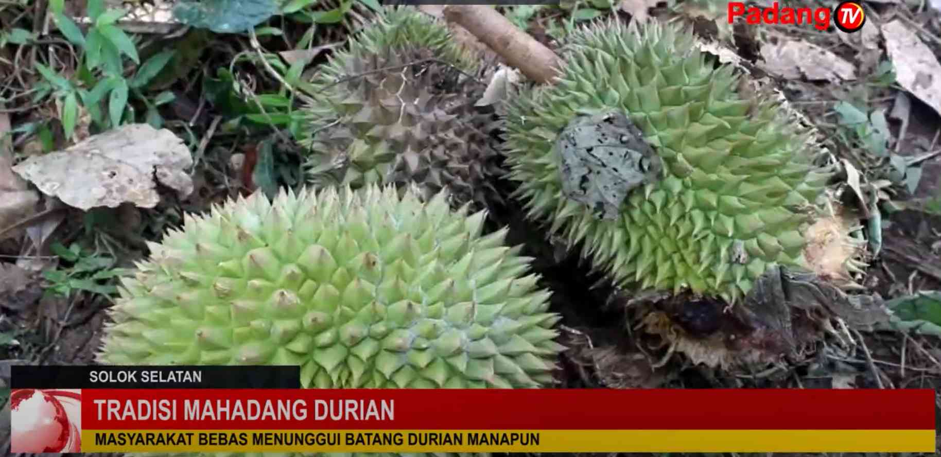 Mahadang Durian: Warisan Budaya dan Kebersamaan Nagari Abay