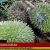 Mahadang Durian: Warisan Budaya dan Kebersamaan Nagari Abay